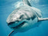 Shark in Blue Water